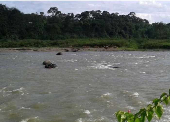 Remaja di Lahat Tenggelam di Sungai Lematang, Saat Ini Proses Pencarian Masih Berlangsung