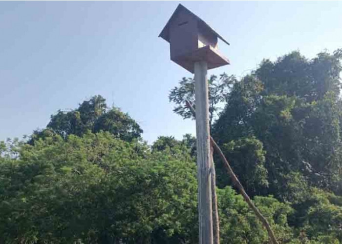 Kendalikan Hama Tikus, BPTPH Sumsel Bangun 5 Unit Rumah Burung Hantu di Areal Persawahan di Sanga Desa
