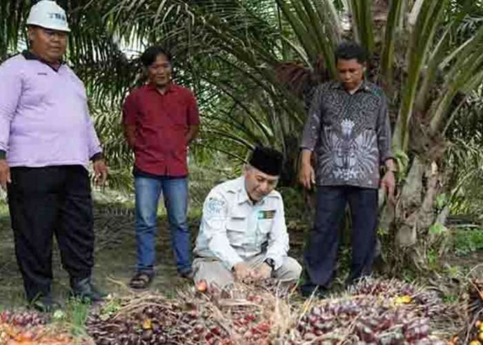 Muba Salah Satu Daerah Penerima Dana Bagi Hasil Sawit, Ini Besaran Jumlahnya 