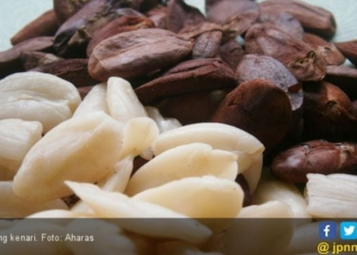 Kacang Kenari Ternyata Ampuh Cegah Penyakit Kronis