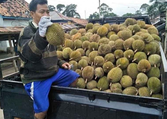 Durian di wilayah Muba Ini Mulai Panen Raya, Harga pun Murah Meriah