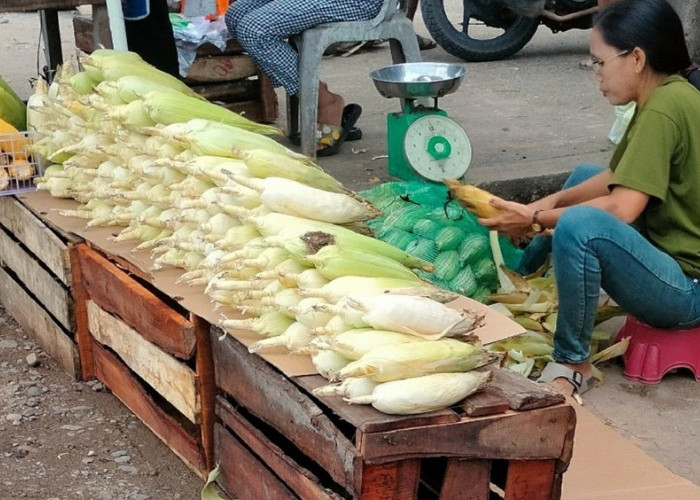 Jelang Malam Pergantian Tahun, Jagung di Sanga Desa Laris Manis