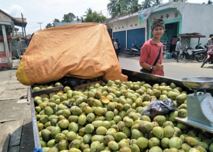 Panen Raya Mangga di Muba, Harga Anjlok Jadi Rp10 Ribu per Kilo