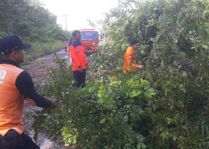 Tanggap Darurat BPBD Muba Bersihkan Pohon Tumbwng, Jalan Sekayu - Bandar Jaya Kembali Normal 