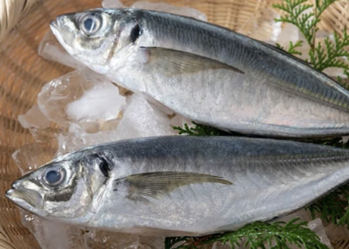 MPASI Sehat dengan Ikan Kembung, Nutrisi Lengkap untuk Bayi Anda