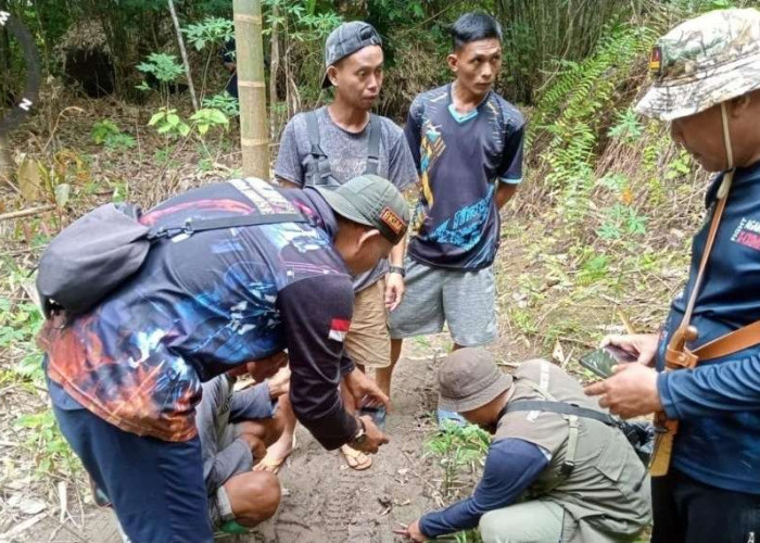 TNKS Pastikan Lokasi Warga Tewas di Musi Rawas Masuk Habitat Harimau Sumatera