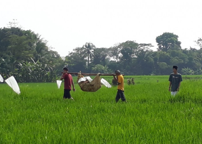 Sesosok Mayat Perempuan Ditemukan dalam Keadaan Telungkup di Pematang Sawah di Bojongpicung Cianjur