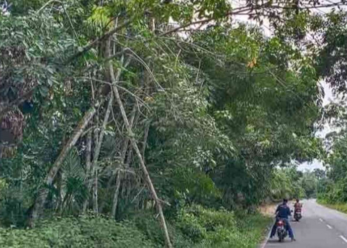 Banyak Pohon Nyaris Tumbang, Pengendara Jalinteng di Kecamatan Sanga Desa Merasa Khawatir