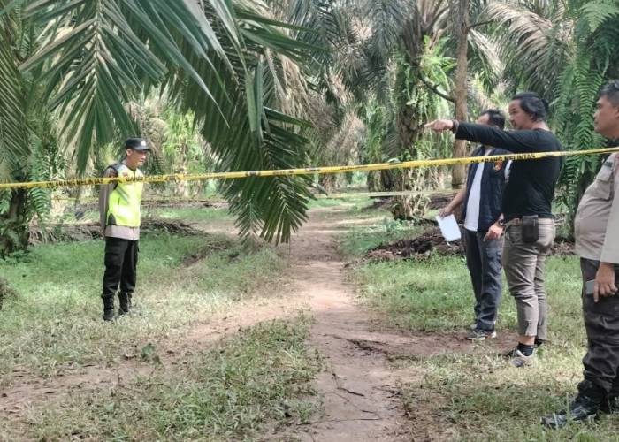Pemuda Ditemukan Tewas Bersimbah Darah di Kebun Sawit Lais Muba, Polisi Selidiki Dugaan Pembunuhan