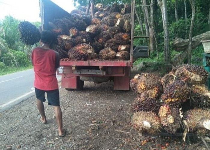 Harga Getah Tak Kunjung Membaik, Petani Sawit di Sanga Desa Masih Bisa Tersenyum, Harga TBS Stabil