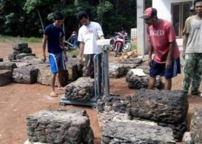 Kandungan Kadar Air Tinggi,  Harga Getah Karet Turun 