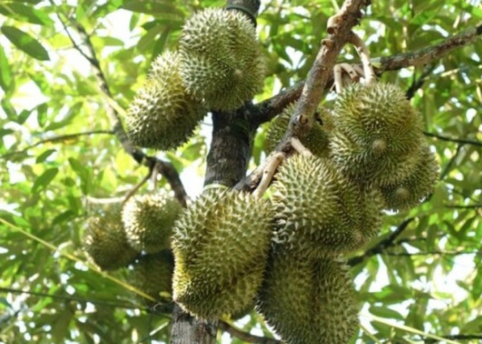 Buah Durian Mulai Panen, Ternyata Ini 5 Daerah Penghasil Buah Durian Terbanyak di Sumsel