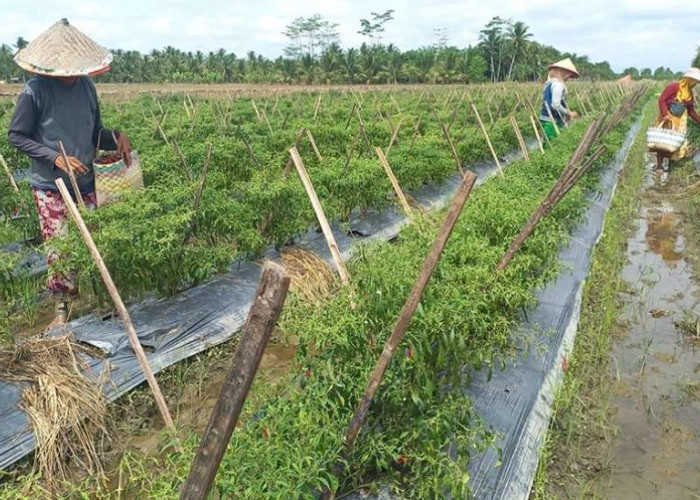 Tekan Inflasi, PJ Bupati Muba Buat Gerakan Menanam Cabai Merah