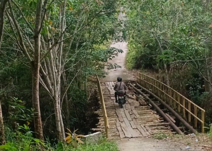 Naas, IRT di OKU Diserang Beruang, Saat Sedang Menyadap Karet