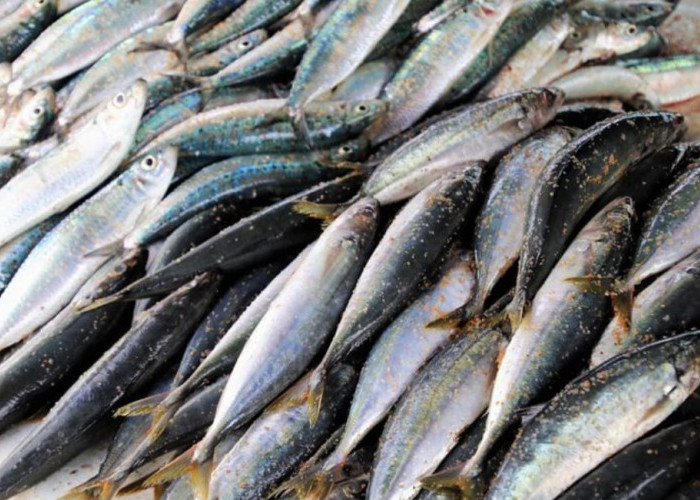 Wajib Cek Sebelum Beli, 10 Ikan Dengan Kandungan Merkuri Tinggi