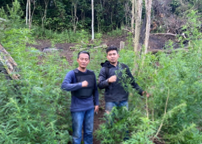 Di Muara Pinang, Ditemukan Lahan Ganja Seluas I Hektare, Sayang Pemiliknya Kabur