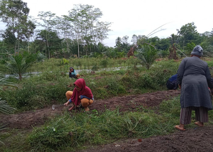 KWT Sekar Wangi Desa Mulyo Rejo Tetap Eksis Garap Lahan