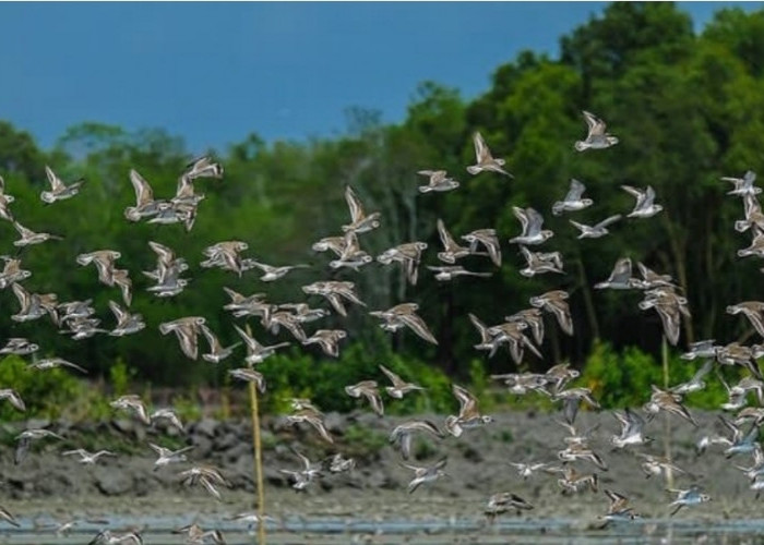 Jalan Tol Trans Sumatera Buka Pintu Akses Lebih Cepat ke 5 Destinasi Wisata Unggulan Sumatera Selatan  ​