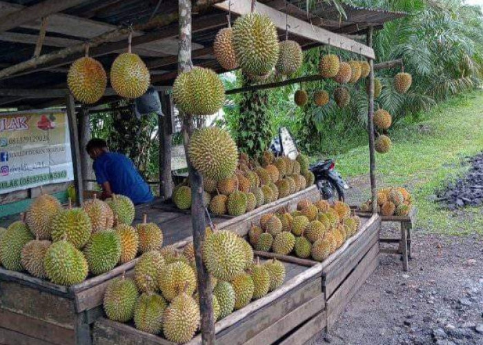 Teratas Bukan Lagi Babat Toman, Ini 4 Kecamatan Penghasil Buah Durian Terbanyak di Kabupaten Musi Banyuasin