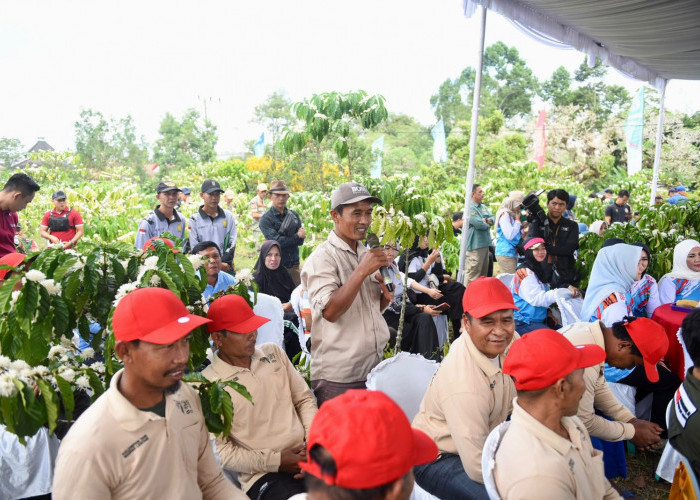 Sumsel Perkuat Branding Kopi Ranau untuk Pasar Internasional