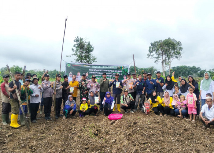 Optimalkan Lahan 1.3 Hektare, Desa Ngulak II Jalankan Program Ketahanan Pangan Melalui Penanaman Jagung