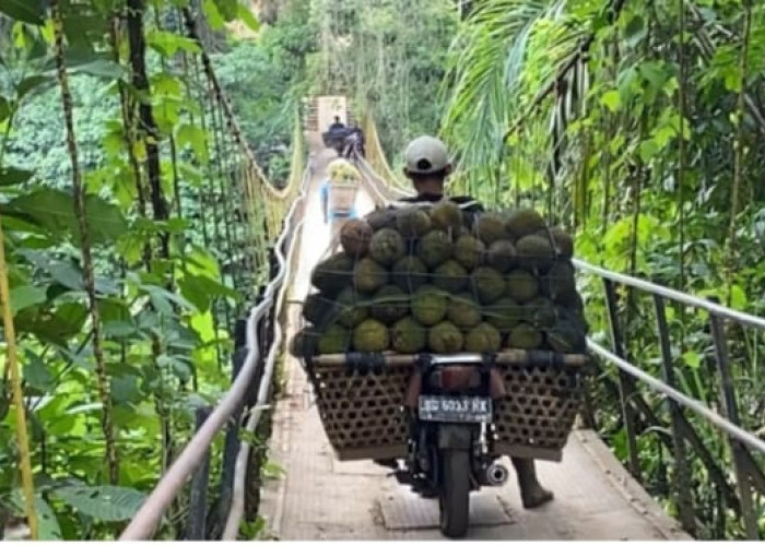 Rezeki Ojek Durian, Sehari Bisa Dapat Ratusan Ribu
