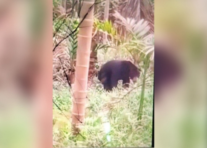 Ternyata Beruang Liar Sudah Berkeliaran di Wilayah Rayon C Sungai Lilin, Ini Himbauan Camat