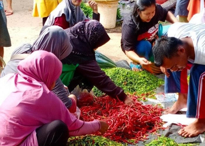 Emak-emak Sanga Desa Full Senyum, Harga Cabai Turun 