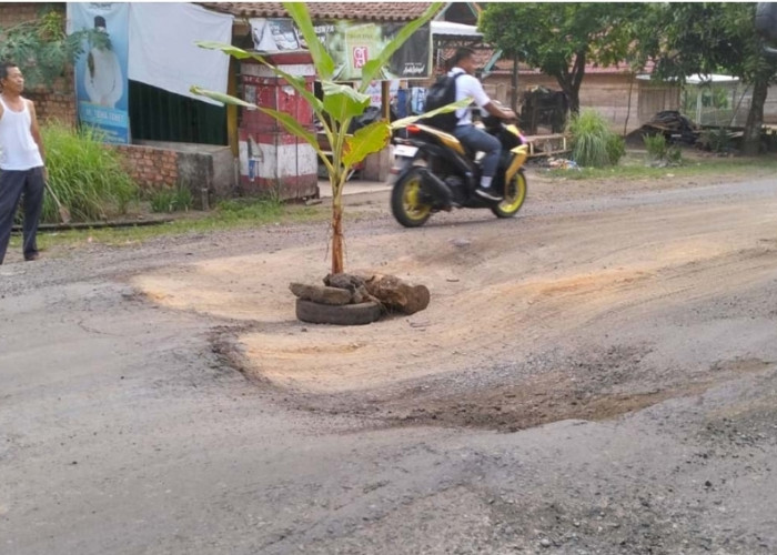 Aksi Protes, Warga Sereka Tanam Pisang di Jalan Rusak di Jalinteng