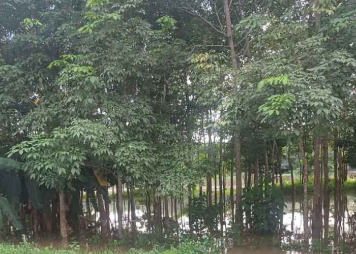 Petani Karet di Kecamatan Sekayu ini Merana, Tidak Bisa Nyadap, Akibat Kebun Terendam Banjir