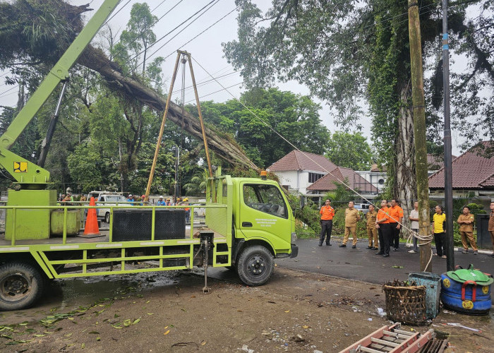 Pohon Tumbang di Depan Hotel Ranggonang, BPBD Muba Sigap Evakuasi