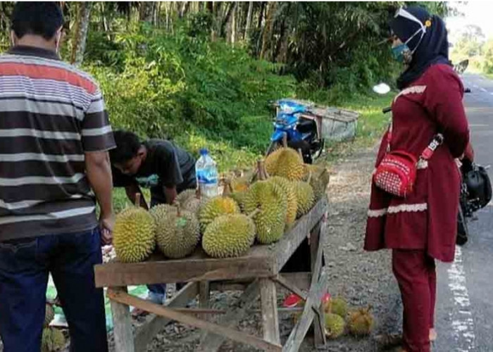 Musim Durian Tiba, Lapak Pedagang Bermunculan di Jalinteng Kecamatan Sanga Desa