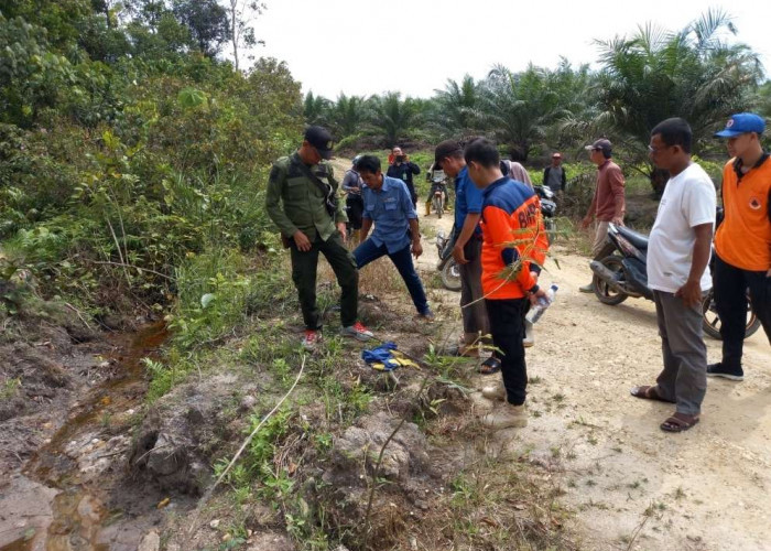 Heboh Kemunculan Harimau di Muratara, Tim BKSDA Provinsi Cek Ke Lokasi, Ini Hasil Sementara