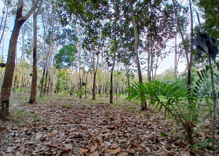 Cuaca Esktrim, Begini Kondisi Tanaman Karet dan Sawit Petani