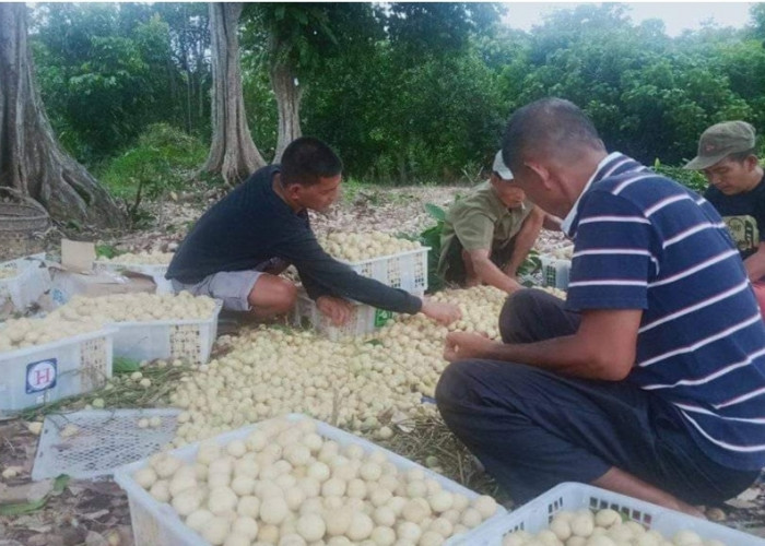 Buah Duku di Muba Mulai Panen, Banyak Dijual Secara Borongan