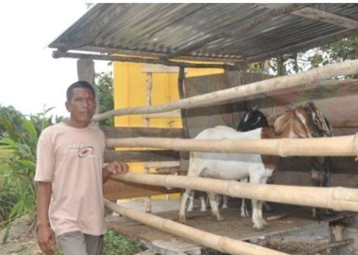 Jelang Hari Raya Idul Adha, Penjualan Hewan Kurban Di Kecamatan Sanga Desa Meningkat