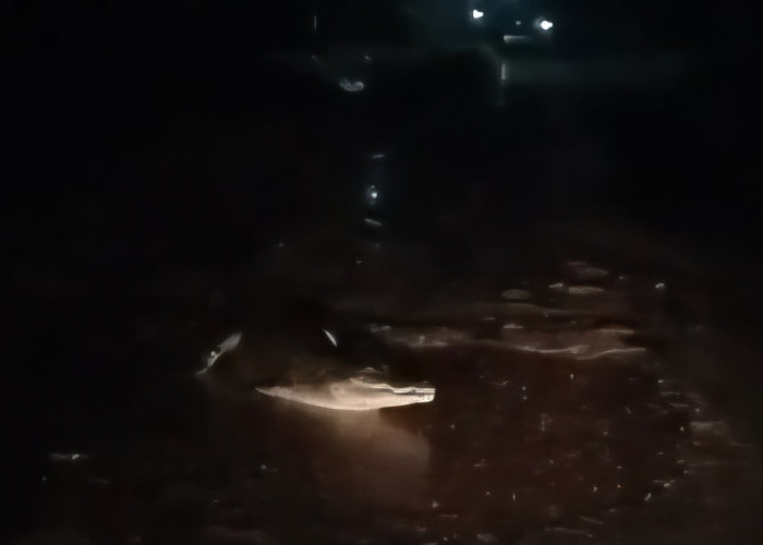 Buaya Resahkan Warga Kelurahan Sungai Lilin, Muncul Berulang Kali di Parit Permukiman