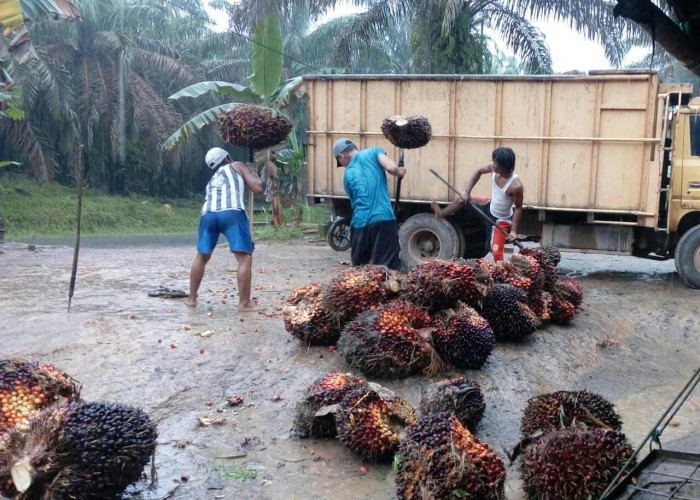 Harga Sawit Kembali Turun, Berikut Daftar Harga Sawit Terbaru Dari Disbun Provinsi Sumatera Selatan