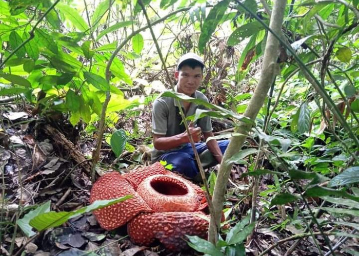 Wow! Sekuntum bunga Rafflesia Arnoldi Mekar Sempurna di Sekayun