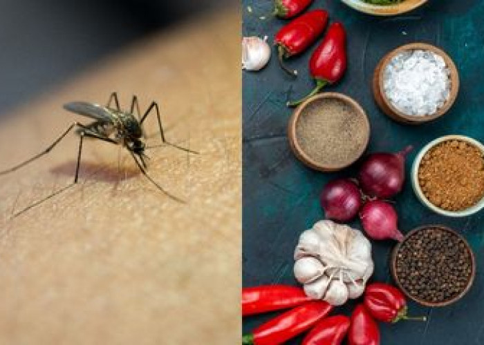 Musim Hujan Banyak Nyamuk? Ini Cara Mengusir Nyamuk dengan Bahan Alami dari Dapur