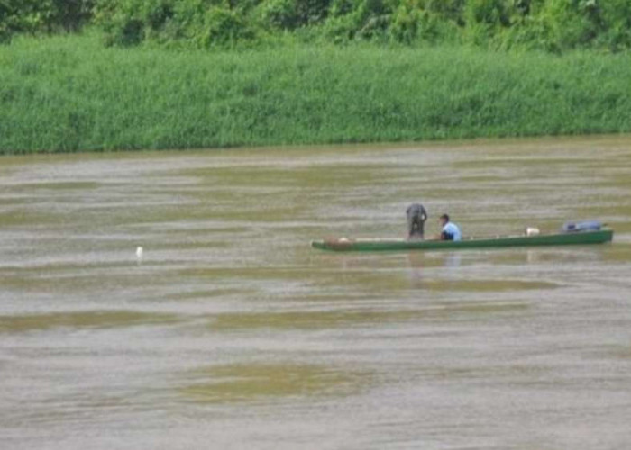 Air Sungai Musi Pasang, Warga Mulai Berburu Ikan