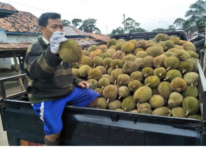 Panen Durian di Sanga Desa, Pengepul Fokus Pasar Lokal dan Luar Daerah