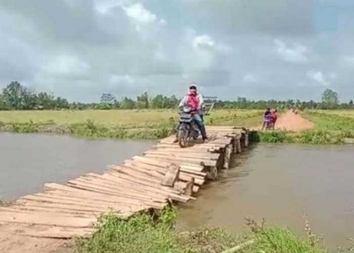 Menyedihkan, Warga 2 Desa di Banyuasin Ini Harus Meniti Jembatan Kayu Nyaris Ambruk Untuk Keluar Masuk Desa