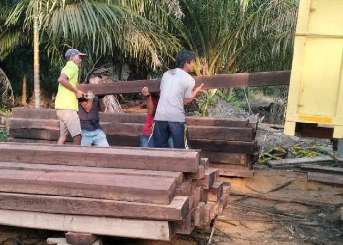 Polres Muba Amankan Pelaku Ilegall Logging, Tebang Kayu di Kawasan Hutan Produksi