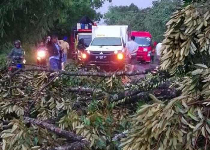 Pohon Durian dan Tiang Listrik Roboh, Jalinsum Lahat-Muara Enim Terhalang