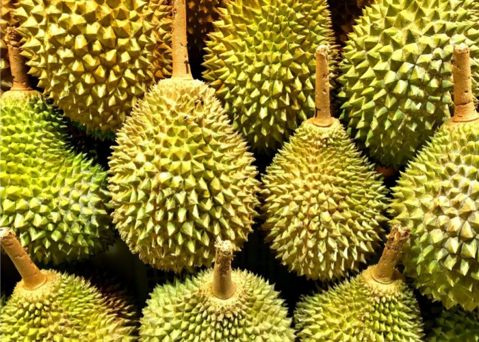 Bukan Empat Lawang, Ternyata Daerah Ini yang Paling Banyak Hasilkan Buah Durian di Sumsel