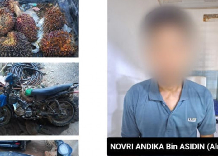 Kepergok Curi Sawit di Lahan PT Hindoli, Pria Asal Betung Diamankan Polsek Sungai Lilin