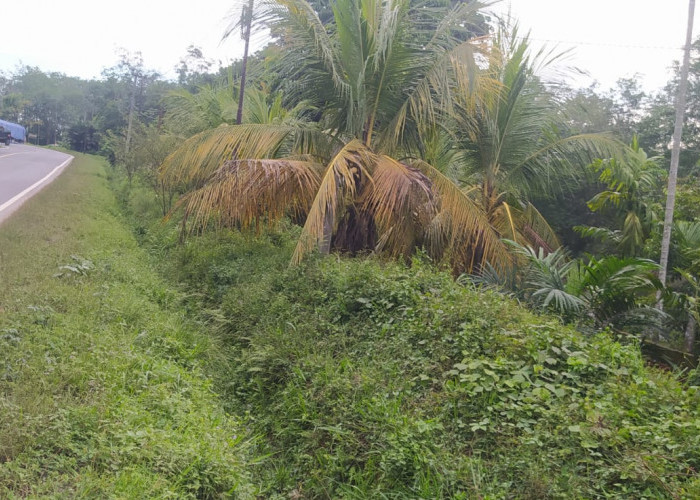 Pemilik Kebun di Tanjung Kerang Keluhkan Proyek Galian Mangkrak