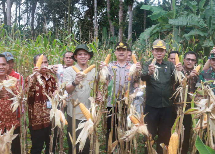 Sinergi Pemkab Muba, TNI, dan Polri Perkuat Ketahanan Pangan, Panen Jagung Serentak Digelar di Lawang Wetan