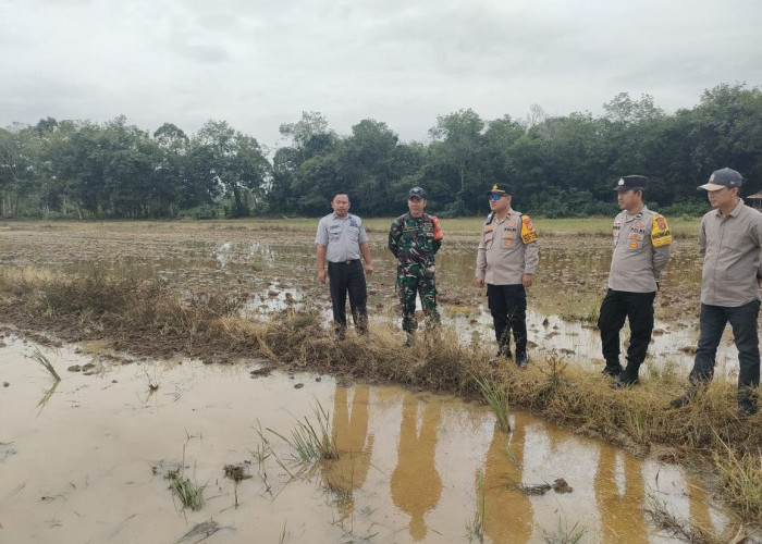 Dukung Program Swasembada Pangan Presiden Prabowo, Polsek Sanga Desa Tinjau Kesiapan 141 Ha Lahan Sawah